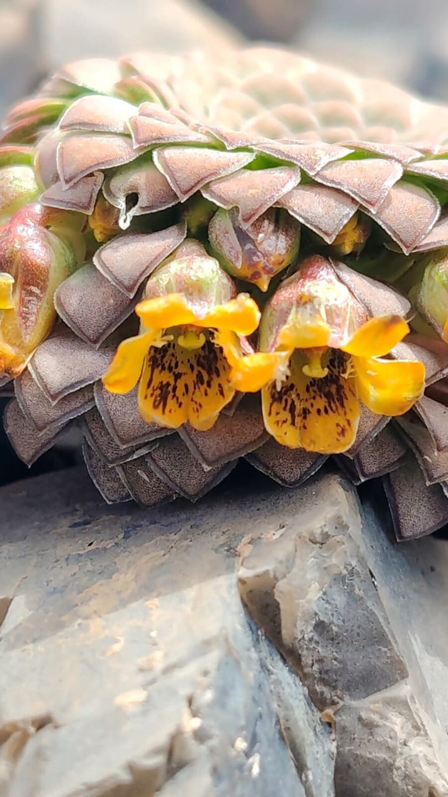 Viola endémica de la alta cordillera del Maule