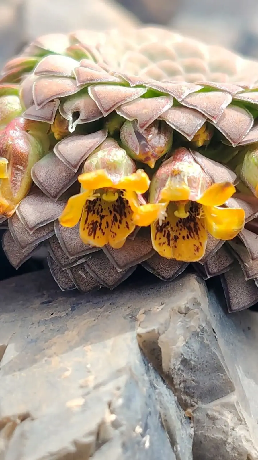 Viola endémica de la alta cordillera del Maule